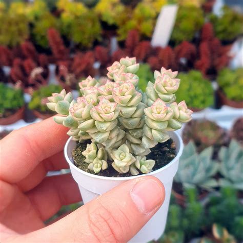 Crassula Rupestris Variegata