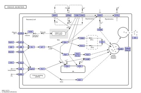 Kegg Pathway Insulin Secretion