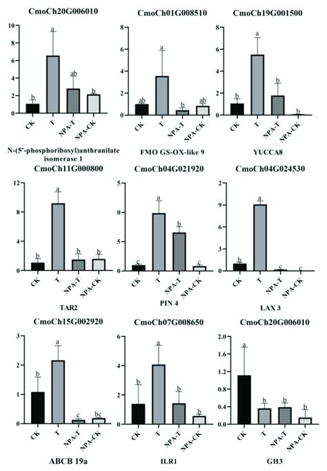 Expression Of Eight Genes Associated With Hypocotyl Elongation During