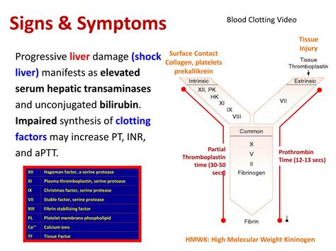 Ppt Circulatory Shock Powerpoint Presentation Free Download Id 2958385