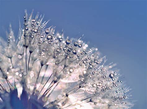 Dandelion Blowball Blossom Flower Free Stock Photo Public Domain Pictures