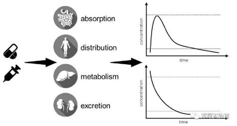 如何利用药代力动学确定给药时间 生物器材网