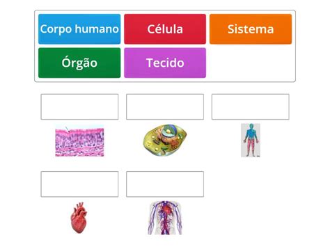 Quais São Os Níveis De Organização Do Corpo Humano