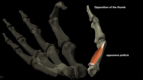 Tracing The History Of Hominin Thumb Dexterity By Modeling Ancient Thumbs