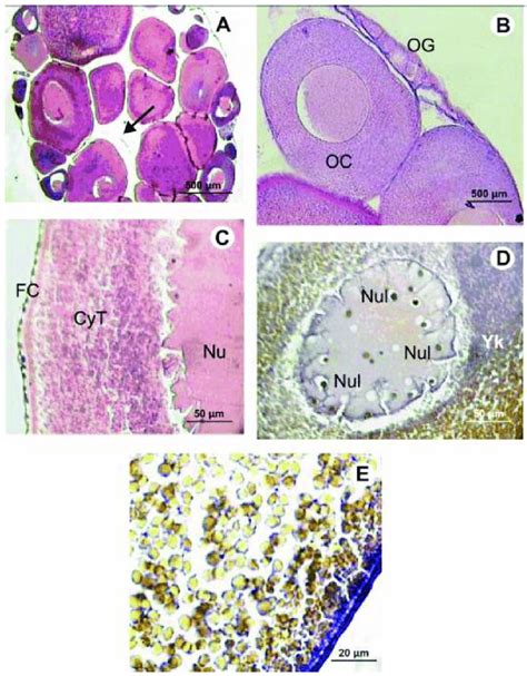 Micrographs Under Light Microscopy Of The Ovary And Some Oocytes Of Download Scientific Diagram