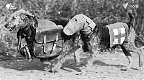 War Dogs Unsung Heroes Of Wwi Sbs News