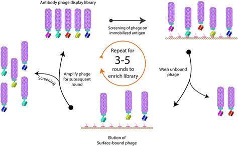 Frontiers Phage Display Derived Monoclonal Antibodies From Bench To Bedside