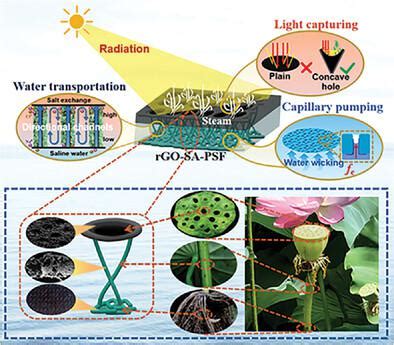 A Lotus Seedpods Inspired Interfacial Solar Steam Generator With