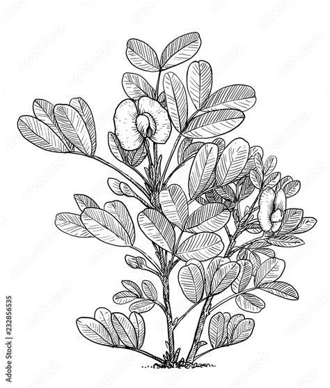 Peanut Plant Illustration Drawing Engraving Ink Line Art Vector