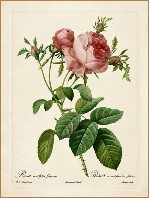 Pierre Joseph Redouté Les Roses Rosa centifolia foliacea cabbage