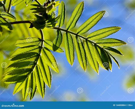 Rowan Tree Leaves In Spring Stock Images - Image: 14400884