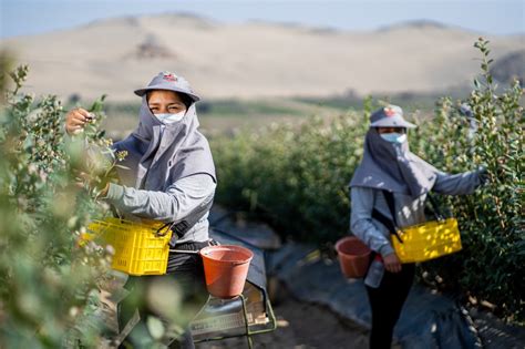 Informalidad laboral en el sector agrícola en Perú supera el 90