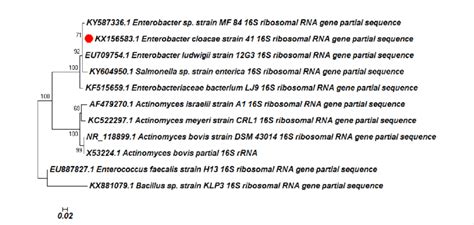 Phylogenetic Tree Based On 16s Rdna Sequences For The Gut Microbes