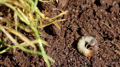 Engerlinge im Rasen bekämpfen So verschwinden Larven