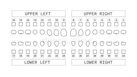 Teeth Diagram Numbers