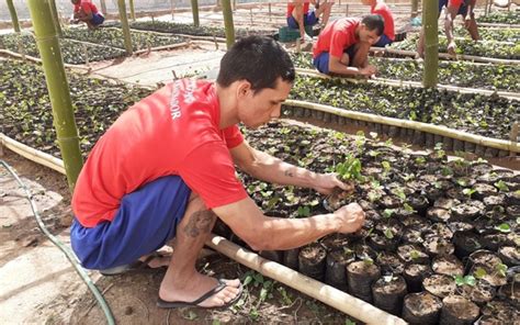 Mudas De Caf S O Produzidas Por Unidade Prisional De Viana Es Brasil