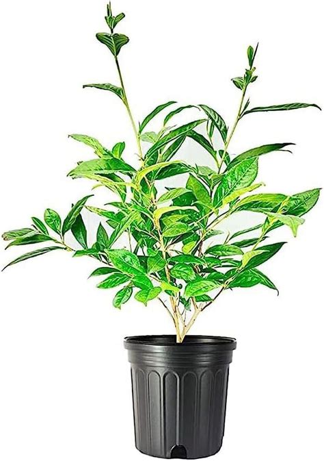 Tea Plant Camellia Sinensis Large Live Gallon Size Plant Grow And