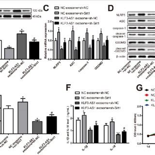 Klf As Secreted By Human Mesenchymal Stem Cells Hampers Pyroptosis Of