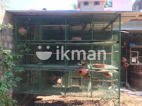 African Lovebirds Breeding Cage For Sale In Divulapitiya Ikman