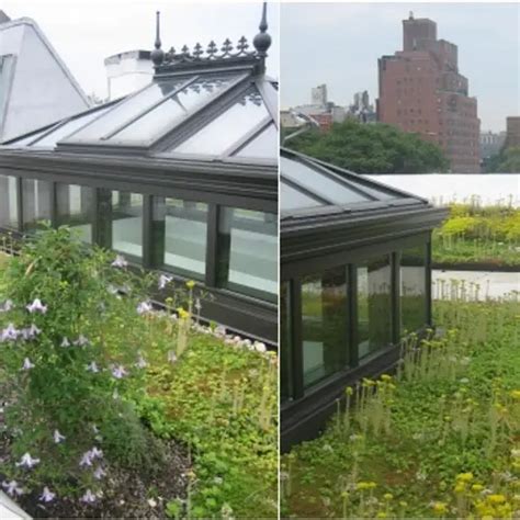 Interview Amy Norquist Of Greensulate Talks Green Roofs And