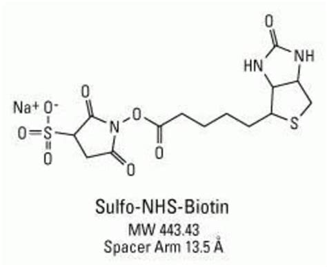 EZ Link Sulfo NHS Biotin Thermo Fisher Scientific