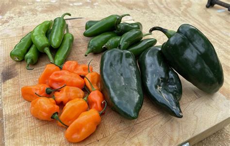 Pick The Perfect Hot Pepper In San Antonio With A Guide To Poblanos