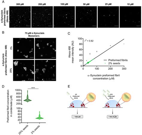 Determination Of The Concentration Of Preformed α Synuclein Fibrils