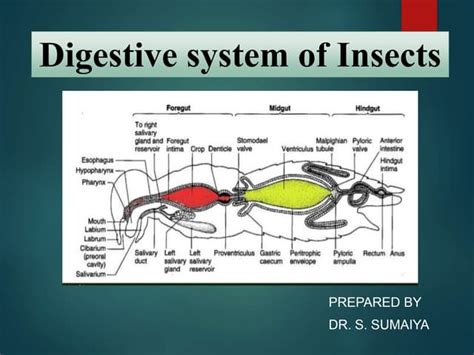 Insect digestive system | PPT