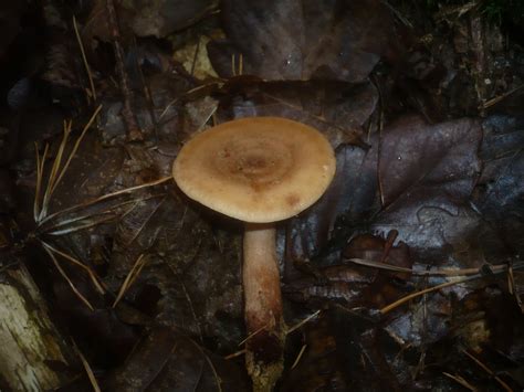 Lactarius Serifluus The Ultimate Mushroom Guide