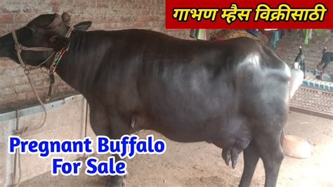 गाभण म्हैस विक्रीसाठी Pregnant Murrah Buffalo For Sale Murrah Buffalo Forsale