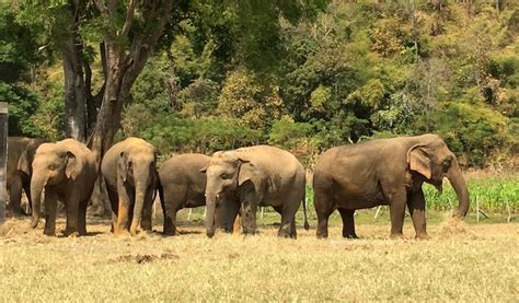 Comment Jouer Nourrir Baigner Et Prot Ger Les L Phants En Tha Lande