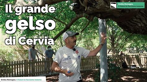 Il Grande Gelso Di Cervia Gli Alberi Monumentali Della Regione Emilia