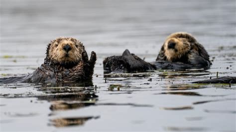 Hungry sea otters are helping save California’s marshlands from erosion – NBC Bay Area