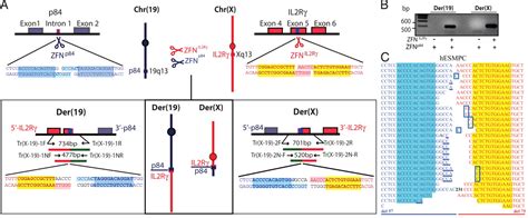 Chromosomal Translocations Induced At Specified Loci In Human Stem