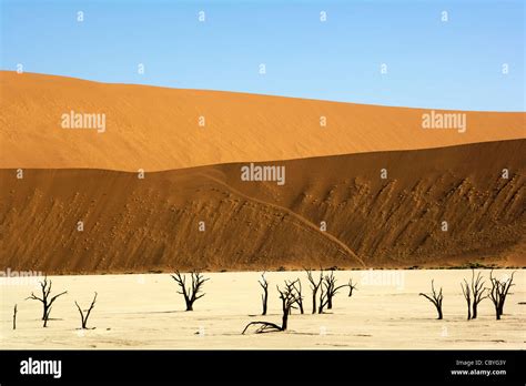 Dead Vlei In Sossusvlei National Park Namib Naukluft National Park Namibia Africa Stock