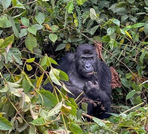 Nkuringo Gorilla Habituation From Kigali Eco Adventure Safaris