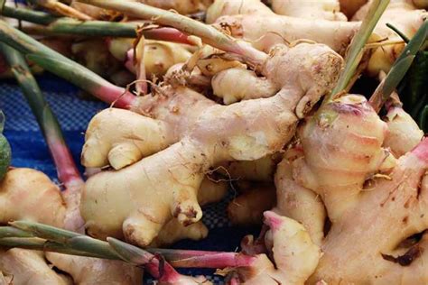 How To Grow Ginger Indoors Gardeners Path