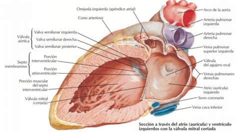 Anatomia internă Paradigmia CLMGF