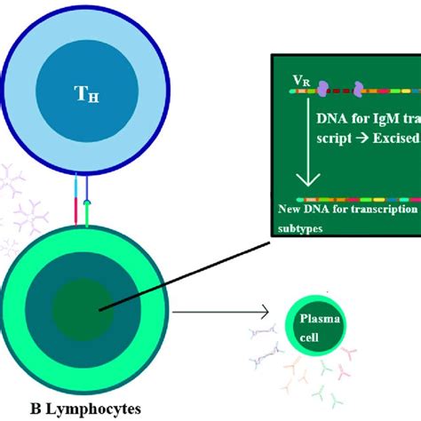 (A) Normal IgA structure. (B) Aberrant IgA molecule with missing V H ...