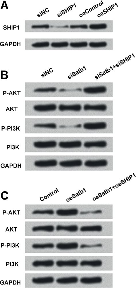 Figure From Satb Promotes Schwann Cell Viability And Migration Via