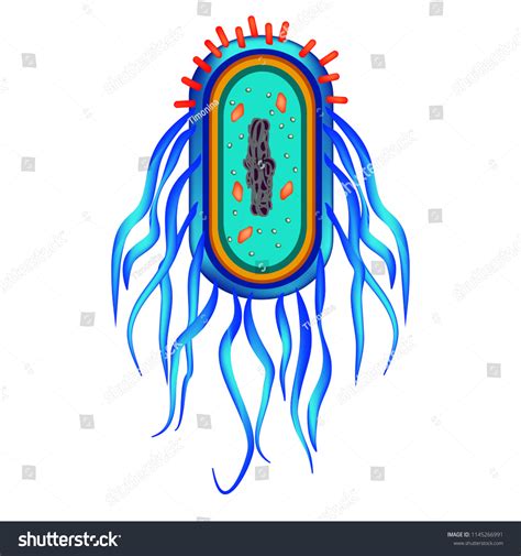 Structure Bacteria Salmonella Infographics Illustration On Stock ...