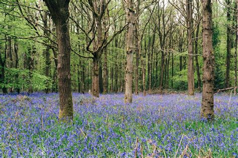 BIG English Literature Quiz: 50 Questions & Answers | Day Out in England