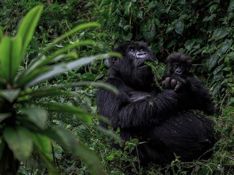 Mountain Gorilla Trekking Express Ikaze Rwanda Tours Travel