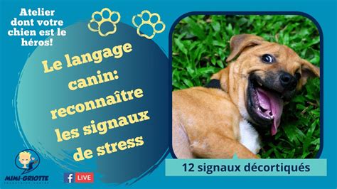 Le Langage Canin Reconna Tre Les Signaux De Stress Youtube