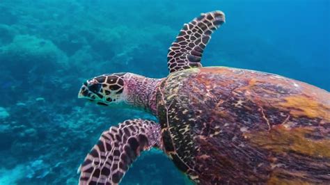 Hawksbill Sea Turtle Swimming Over Hard And Soft Coral Reef In The Raja