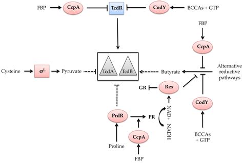 Toxins Free Full Text The Regulatory Networks That Control