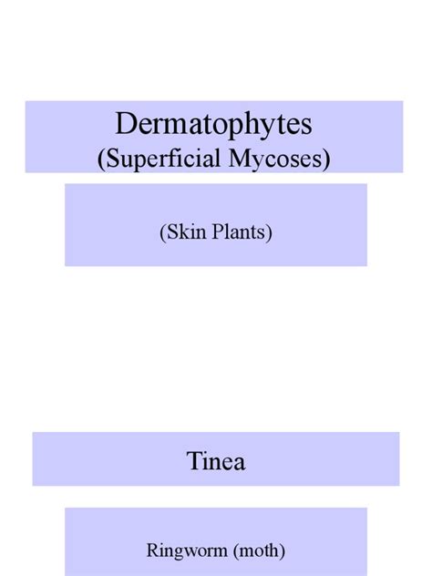 Understanding Dermatophyte Infections: A Comprehensive Overview of ...