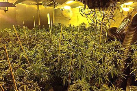 £100000 Worth Of Cannabis Found In Oldbury Raid Express And Star