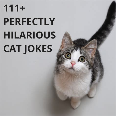 Best Cat Jokes For A Perfect Hilarious Laugh