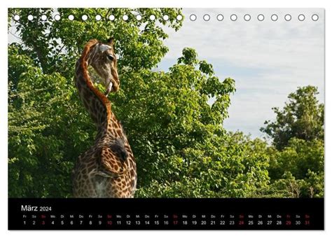 Giraffen Faszination Der Wildnis Tischkalender Din A Quer